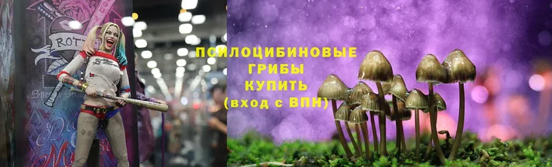 Галлюциногенные грибы Psilocybe  хочу наркоту  Новоалександровск 